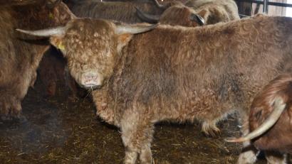 Bild: dob
Nach zwei Monaten in freier Wildbahn sind die schottischen Ausreißer- und Rückkehrer-Hochlandrinder nun in der Nähe von Vohenstrauß sicher untergebracht.