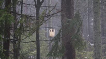 Bild: bsc
Wenn alte, starke Hochstümpfe nicht zur Verfügung stehen, nimmt der Habichtskauz gerne auch künstliche Nisthilfen (wie hier im Bild) an.