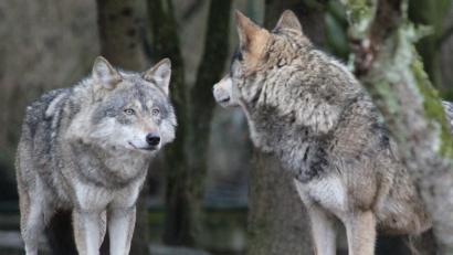 Bild: mfh
So nah bekommt man Wölfe nur im Zoo zu Gesicht. In freier Wildbahn wird man als Spaziergänger kaum einem Wolf begegnen.