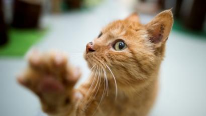 Bild: Julian Stratenschulte/dpa
Symbolbild: Eine Katze spielt im Katzenhaus im Tierheim.