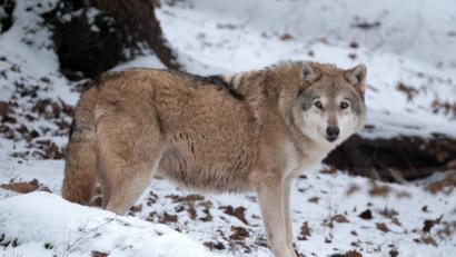 Bild: Bernd Weissbrod/dpa
Ein Wolf ist tot an der Bahnstrecke zwischen Maxhütte-Haidhof und Regenstauf gefunden worden. Das Exemplar im Bild stammt aus einem Wildpark.