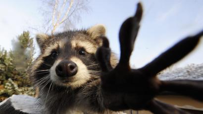 Bild: Jochen Lübke/dpa
Jäger und Naturschützer sehen Waschbären als Gefahr für heimische Tierarten.