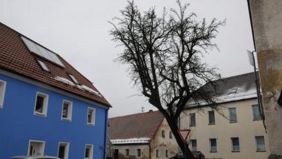 Bild: bey
Der Birnbaum in der Steingasse ist im Laufe seines langen Lebens in Schräglage geraten - ein Zustand, der den Pleysteinern mindestens seit den 1960er Jahren bekannt ist. Die Birnen als Fallobst vor der Haustür gefallen den Anliegern im blauem Haus überhaupt nicht. Sie wünschen sich eine Beseitigung des Baums.