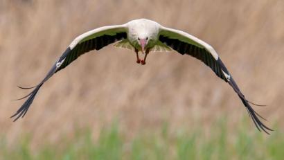 Symbolbild: Boris Roessler/dpa
Weißstörche sind klassische Zugvögel, können aber auch längere Zeit in kälteren Regionen überwintern.