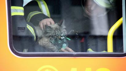 Bild: Florian Büh/dpa
Mit einer Sauerstoffmaske beatmen Feuerwehrmänner eine gerettete Katze nach einem Brand in einem Mehrfamilienhaus im Stadtteil Wandsbek.
