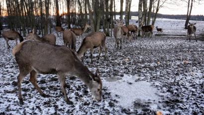 Bild: mef
Winteridylle im Gehege bei Höfen. In eisiger Kälte freuen sich die Tiere über einen zusätzlichen Snack.