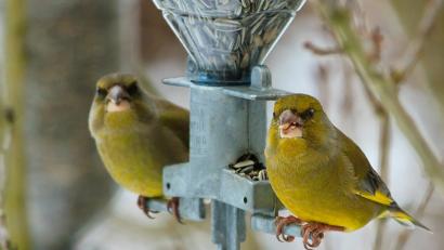 Bild: Hösamer
Grünfinken sind ein Sorgenkind: Bei der Stunde der Wintervögel war ihre Zahl nochmal niedriger als vor einem Jahr.
