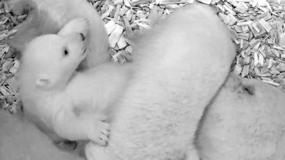 Bild: Tierpark Berlin/
Eisbärin Tonja mit ihrem Jungtier. Gut acht Wochen nach der Geburt beginnt der kleine Eisbär zu krabbeln.