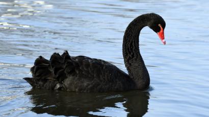 Bild: Petra Hartl
Bei Haselmühl schwimmt ein Trauerschwan auf der Vils.