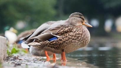 Bild: dpa
Enten füttern macht vielen Menschen Spaß. Wie gefährlich das Füttern der Wasservögel für die Tiere und Gewässer sein kann, ist wenigen bewusst.