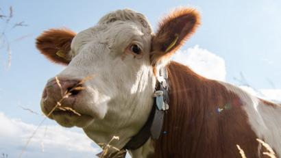 Bild: Matthias Balk
Die Kuhglocken auf einer Weide im oberbayerischen Holzkirchen dürfen erst mal weiter bimmeln. Foto: Matthias Balk/Archiv