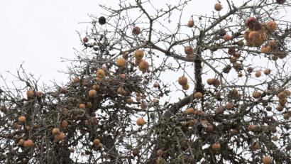 Bild: bö
Da freut sich der Pomologe, wenn er solche alten Apfelbaumsorten antrifft. Dieser Adersleber Kalvill steht seit der Erstablösung des Truppenübungsplatzes Hohenfels in der Nähe von Sichensdorf. Man schätzt ihn auf gute 90 Jahre und der trägt immer noch gute Frückte - auch im Winter