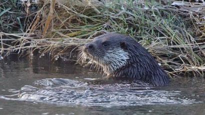 Bild: Alfred Voss
Dieser Fischotter lebt im südlichen Landkreis Neustadt/WN. Hobby-Fotograf Alfred Voss hat ihn am Montag beim Baden erwischt.