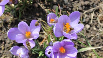 Bild: njn
Zur Artenvielfalt gehören nicht nur die Bienen. Auch Hummel und Schmetterlinge sollen weiterhin fliegen.