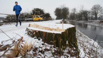Bild: Gabi Schönberger
Baumstümpfe und aufgestapelte Stämme zeugen von den Fällarbeiten am Flutkanal.