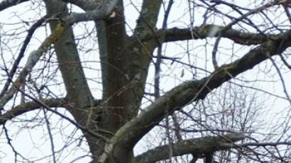 Bild: ohr
Die vier vier Linden im Gehweg der Kirchstraße werden beseitigt und durch ebenso viele Pyramiden- Hainbuchen ersetzt.