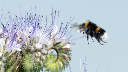 Bild: Julian Stratenschulte/dpa
Eine Hummel landet auf blühender Phacelia. Die Pflanze wird auch Bienenfreund oder Bienenweide genannt und zieht viele Insekten an.