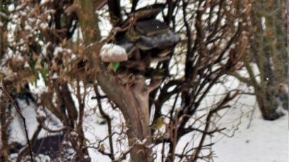 Bild: jml
Das Büfett ist gedeckt. Zurzeit kommen die Vögel in Scharen zu den Futterhäuschen.
