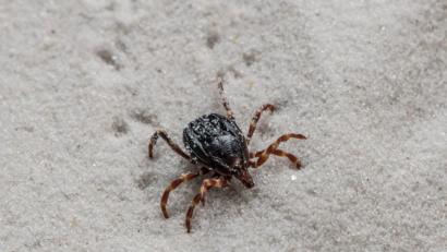 Bild: Andrea Schnartendorff
Die Aufnahme zeigt eine Hyalomma-Zecke. Foto: Andrea Schnartendorff/Robert Koch-Institut
