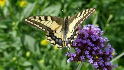Bild: exb
Auch die Zahl der Schmetterlinge ist deutlich zurückgegangen. Das Bild zeigt einen Schwalbenschwanz.
