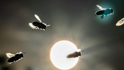 Bild: Frank Rumpenhorst
Bienen kehren vor der tief stehenden Sonne auf dem Lohrberg in ihren Korb zurück. Foto: Frank Rumpenhorst/Archiv