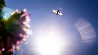 Bild: Frank Rumpenhorst/dpa
Ein kleines Insekt (oben) fliegt vor der Sonne unter einem strahlend blauen Himmel entlang.