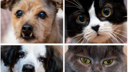 Bild: Peter Steffen
Davon, dass Hund und Katze als Familienmitglieder aufgefasst werden, profitiert der Zoohandel.