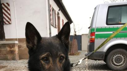 Bild: Polizeipräsidium Mittelfranken/dpa
Das undatierte Foto zeigt den Polizeihund Ivo. Der Hund musste wegen eines Tumors notoperiert werden. Wegen starker innerer Blutungen benötigte er eine Bluttransfusion.