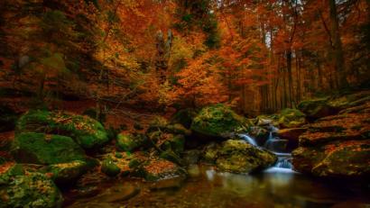Bild: Peter Neunteufel
"Herbstträume", Peter Neunteufel, 1. Platz beim Thema "Farbspiele"