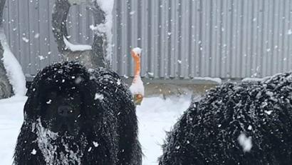 Bild: Christina Lorisch
Frodo und Funny aus Amberg.