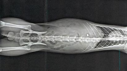 Bild: Polizei
Dieses Röntgenbild zeigt, was passiert ist: Ein Unbekannter hat mit einem Luftgewehr auf einen Kater geschossen. Das Projektil ist in der Mitte der rechten Bildhälfte deutlich zu erkennen.