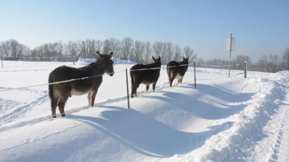 Bild: Gabi Schönberger
Auf die Vorzüge des Fortbewegens im Windschatten schwören nicht nur die Langläufer.