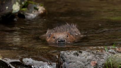 Archivbild: exb
Die meiste Zeit verbringt der Biber im Wasser. Auf dieses Leben ist er bestens angepasst, etwa durch Schwimmhäute an den Hinterfüßen oder seinen breiten Schwanz, der auch als Ruder dient.