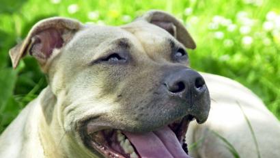 Symbolbild:  Peter Förster/dpa
Der Kampf um einen Hund der Rasse American Staffordshire Terrier beschäftigte das Verwaltungsgericht Regensburg.. Die Klage der Fensterbacher Hundehalterin wurde abgewiesen.