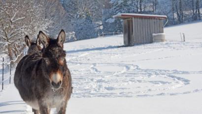 Bild: Gabi Schönberger
Der Winter in der Oberpfalz zeigt sich von seiner schöne Seite. Mit viel Schnee und Sonne.