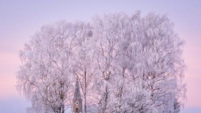 Bild: Matthias Kunz
Die "kristallisierten" Bäume an der Rückseite der Friedhofsmauer der evangelischen St. Georg Kirche in Plößberg.
