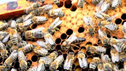 Bild: njn
Wer sich für ein eigenes Bienenvolk samt Königin interessiert, sollte sich jetzt schnell für den neuen Probeimker-Kurs anmelden.