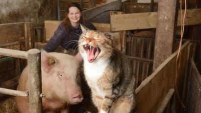 Bild: Gabi Schönberger
So ein Landleben am Bauernhof kann ganz schön anstrengend sein. Die Katze gähnt zum Beweis mit weit aufgerissenem Maul in die Kamera der Fotografin.