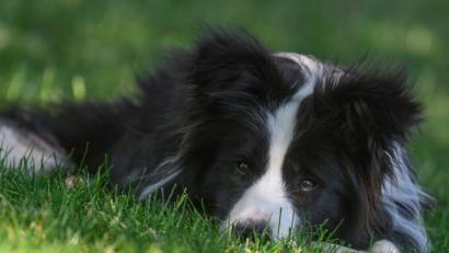 Symbolbild: Patrick Pleul/dpa
Im Mittelpunkt eines Prozesses stand, wie Herrchen mit seinem Hund umging.