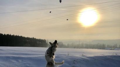 Bild: Kerstin Eder
Da hat jemand richtig viel Freude beim Gassigehen.