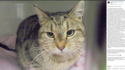 Screenshot: www.facebook.com/TierrettungsdienstCH/
In Winkel (Kanton Zürick) in der Schweiz wartet Elena darauf, dass sich ihre Besitzer aus Hof melden.