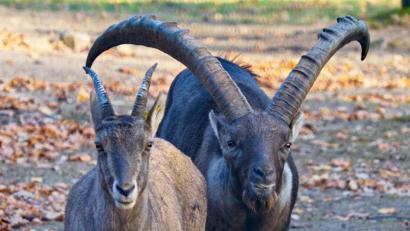 Bild: Ralf Blechschmidt
Steinbock "Anton" (r) steht im Saarbrücker Tierpark neben einer Steingeiß. Foto: Ralf Blechschmidt/Archiv