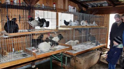 Bild: ds
Im Eingangsbereicht machten die Tiere mit Gurren, Geschnatter und Krähen auf sich aufmerksam.