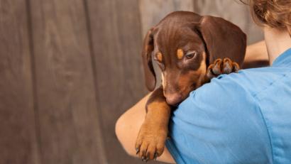 Bild: Chepko Danil – stock.adobe.com
Der Kontakt zu den tierischen Freunden steigert die Lebensfreude, senkt den Stresslevel und steigert das Wohlbefinden.