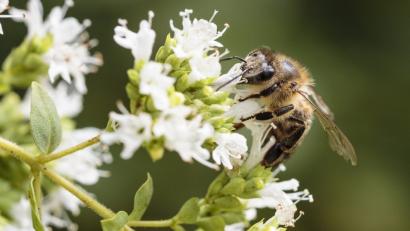Archivbild: Hösamer
Das Volksbegehren "Rettet die Bienen" war erfolgreich. Die Marktgemeinde Tännesberg hat im Altlandkreis das beste Ergebnis eingefahren. Die unmittelbaren Nachbarn in Leuchtenberg haben sich am wenigsten beteiligt.