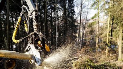 Bild: arw
In wenigen Augenblicken ist der Baum zerlegt. Die Holzspäne fliegen nur so rum.