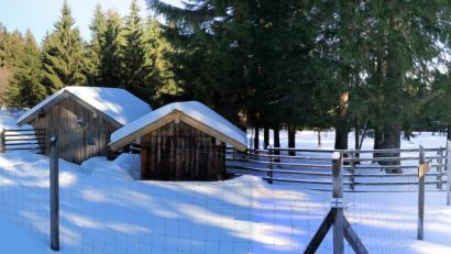 Bild: bsc
Ein beliebtes Ausflugsziel ist das Wildgehege beim Waldhaus. Im Winter ziehen Skilangläufer am Gehege vorbei, im Sommer besuchen Wanderer, Familien und Kinder die vier Hektar große Anlage.