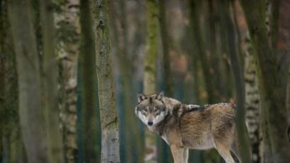 Bild: Klaus-Dietmar Gabbert/ZB/dpa
Ein Wolf steht im Tierpark Hexentanzplatz in seinem Freigehege. In der Oberpfalz gibt es nach derzeitigem Stand acht Wölfe.