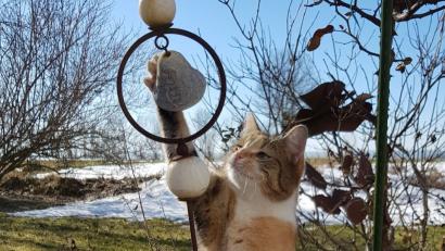 Bild: jak
Diese Katze hat in Waldthurn buchstäblich den Frühling eingeläutet.