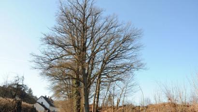 Bild: Stephan Huber
Um diese Bäume geht es: Die Eichen hinter der Rathausstraße sollen gefällt werden, weil hier ein neues Baugebiet entsteht.